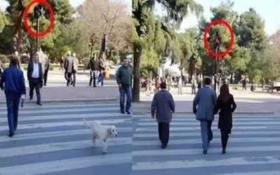 Köpek Yeşil Işıkta İnsanlar Kırmızıda Geçti
