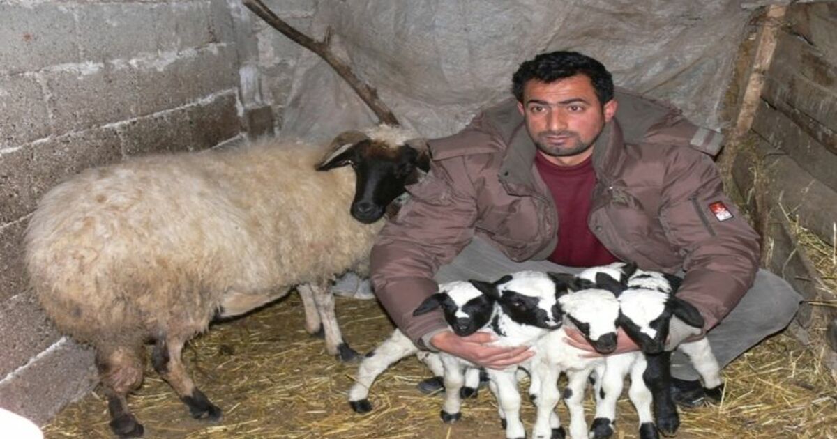 Koyun Beşiz Doğurdu Samsun'un Bafra İlçesine Bağlı Bakırpınar Köyünde Bir Koyun Beşiz Doğurdu