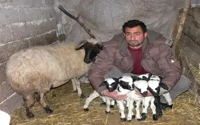 Koyun Beşiz Doğurdu Samsun'un Bafra İlçesine Bağlı Bakırpınar Köyünde Bir Koyun Beşiz Doğurdu
