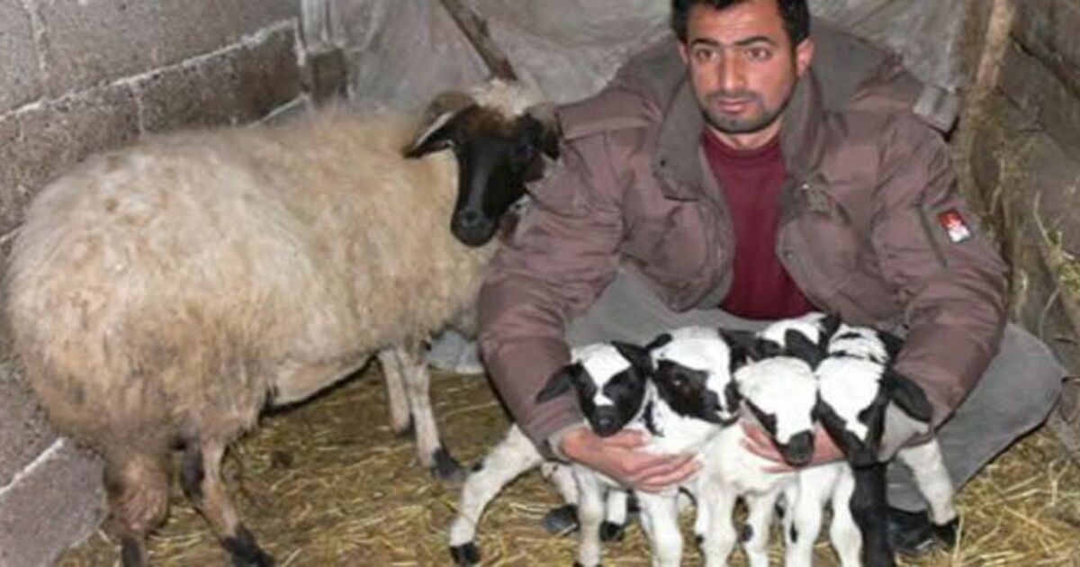 Koyun Beşiz Doğurdu