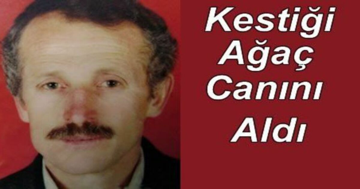Kestiği Ağaç Ölümüne Sebep Oldu