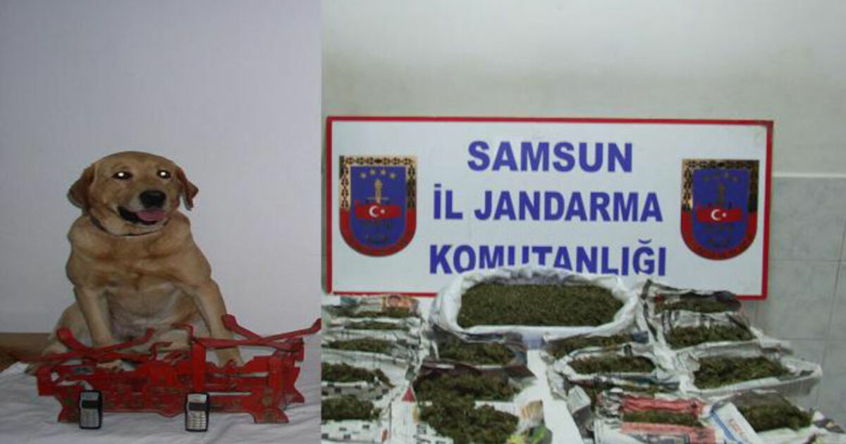 Jandarmadan Uyuşturucu Operasyonu: 10 Gözaltı