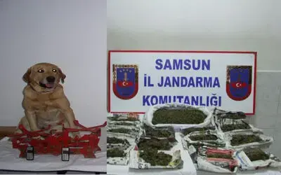 Jandarmadan Uyuşturucu Operasyonu: 10 Gözaltı