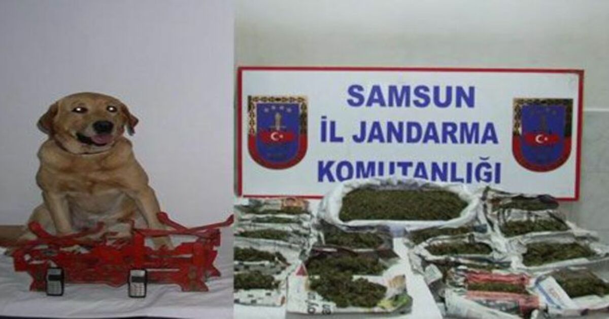 Jandarmadan Uyuşturucu Operasyonu