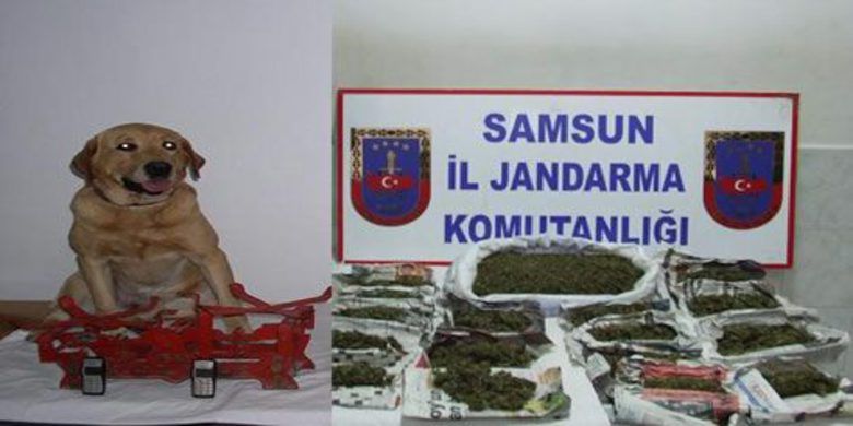 Jandarmadan Uyuşturucu Operasyonu - Samsun`da jandarmanın zehir tacirlerine yönelik düzenlediği operasyonda 10 kişi gözaltına alındı.