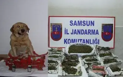 Jandarmadan Uyuşturucu Operasyonu
