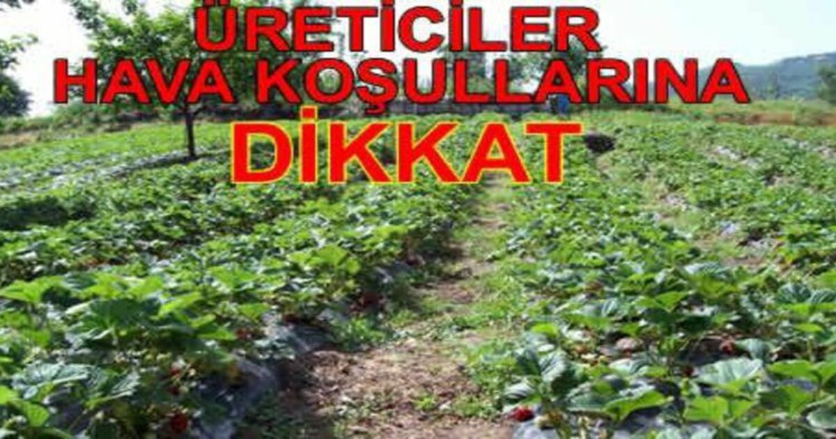 Üreticiler Don Olayına Dikkat