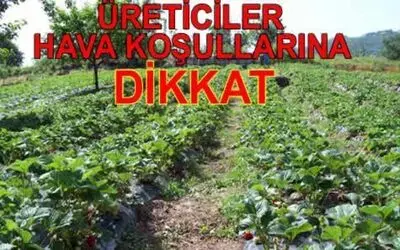 Üreticiler Don Olayına Dikkat