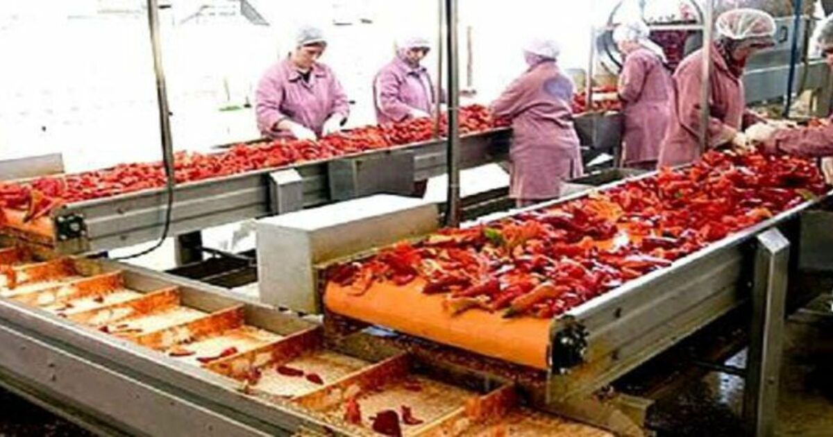 İngiltere`de Bafra Biberi Tüketiliyor