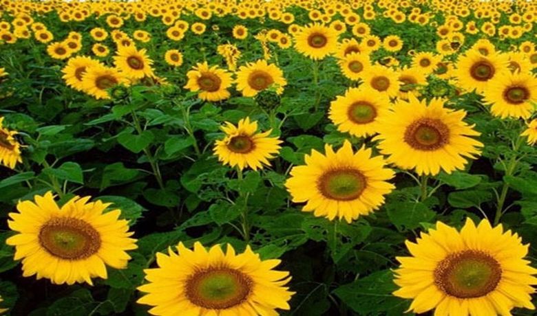 Yağlık Bitkilerde Destekleme Ödemeleri 18 Mayıs'ta 4 Bin 340 ÜreticiyeToplam 3 Milyon 339 Bin 438 Tl'lik Destek Ödemesi Yapılacak - Samsun il ve ilçelerindeki yağlık bitkiler destekleme ödemelerinin çiftçilere 18 Mayıs'ta başlayacağı bildirildi.
