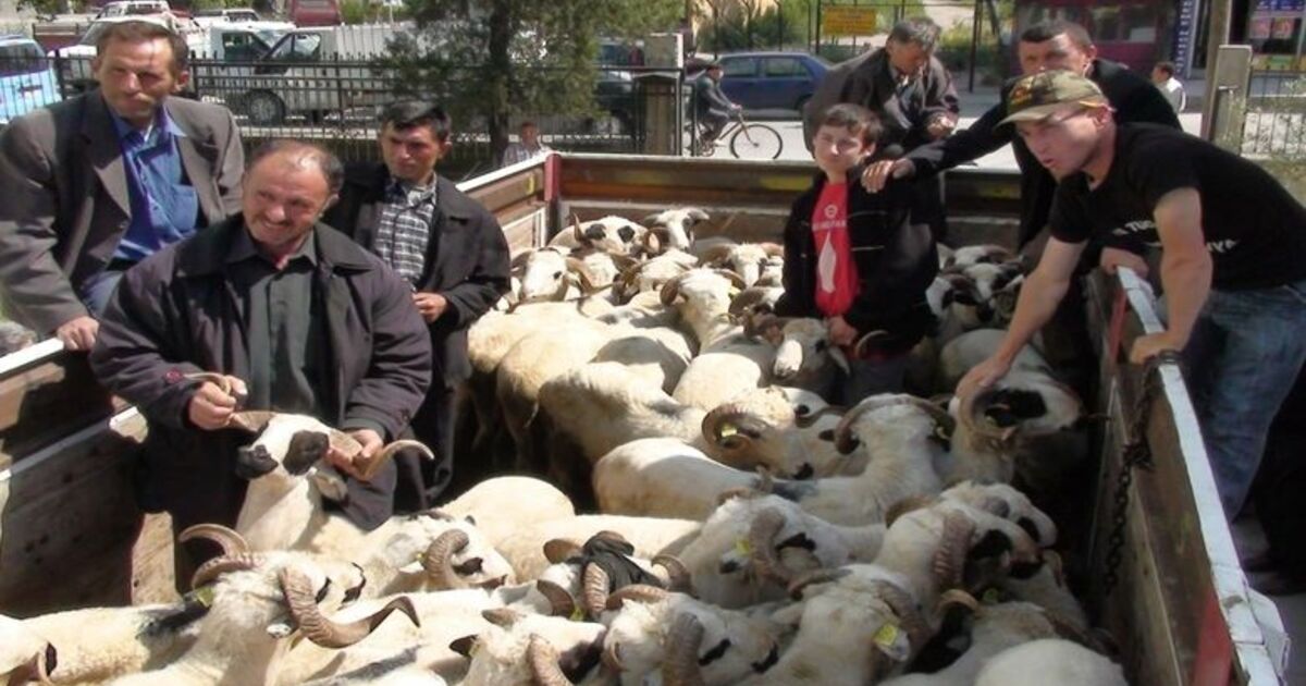 Bafra'da 44 Aileye 50 Adet Bafra Irkı Koç Dağıtıldı
