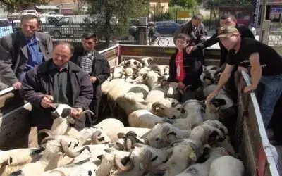 Bafra'da 44 Aileye 50 Adet Bafra Irkı Koç Dağıtıldı