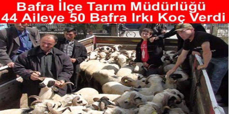 44 Aileye 50 Adet Koç Dağıtıldı - Bafra İlçe Tarım Müdürlüğü önünde 44 Aileye 44 Adet Bafra Irkı Koç Dağıtımı yapıldı.