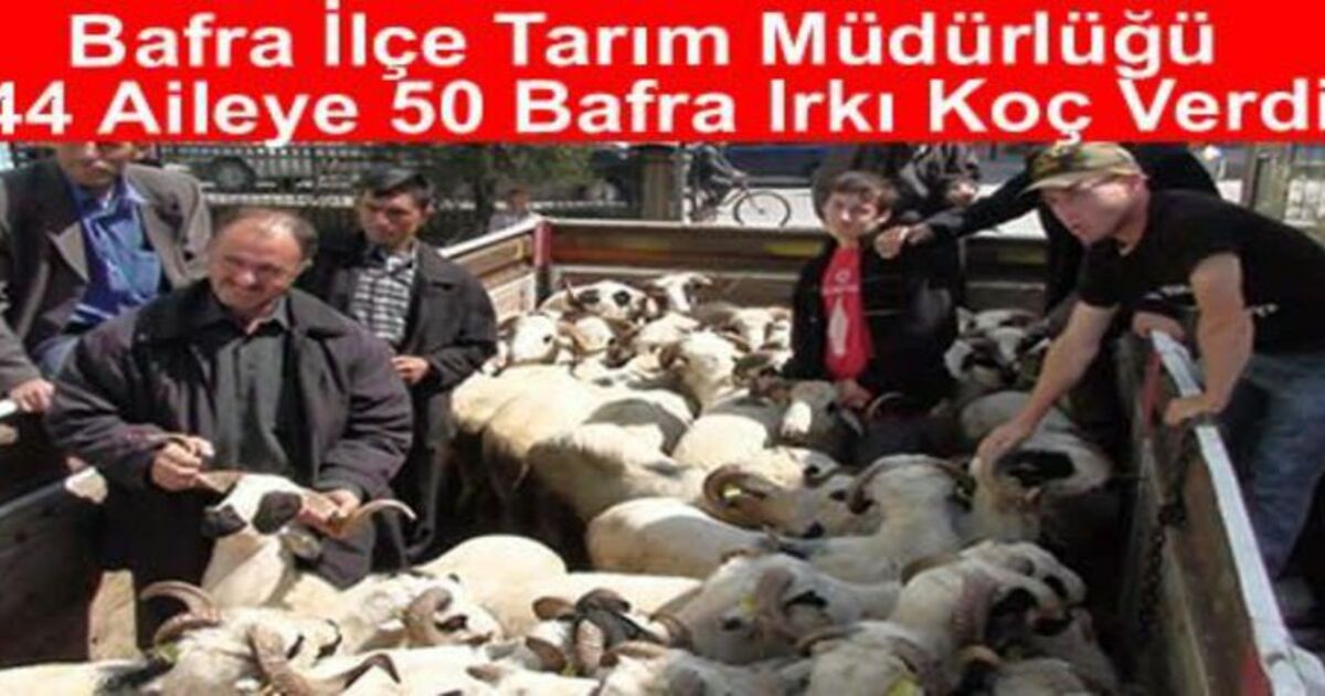 44 Aileye 50 Adet Koç Dağıtıldı