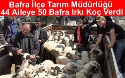 44 Aileye 50 Adet Koç Dağıtıldı