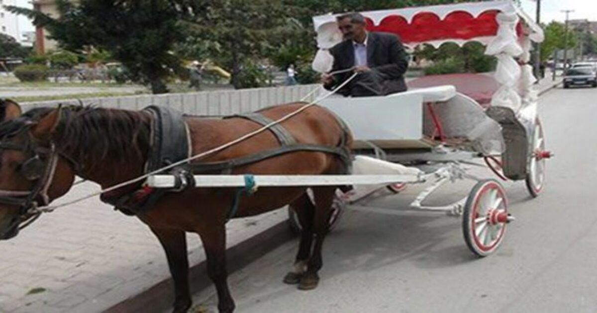 Bafra`da Fayton Nostaljisi Yeniden Canlandı