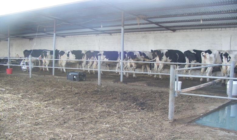 Açık Ahır Besiciliği Süt Verimini Artırdı - Samsun'un Bafra ilçesine bağlı Harız köyünde üreticiler daha verimli olduğu gerekçesiyle hayvancılıkta kapalı ahır sistemini terk ederek yarı açık ahır besiciliğine geçti.