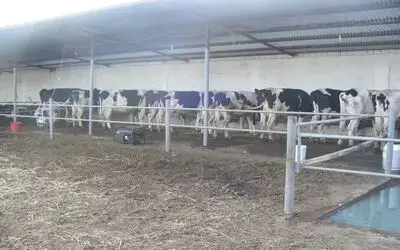 Açık Ahır Besiciliği Süt Verimini Artırdı
