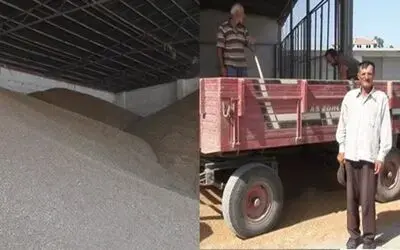 Buğday Fiyatları Oldukça Düştü