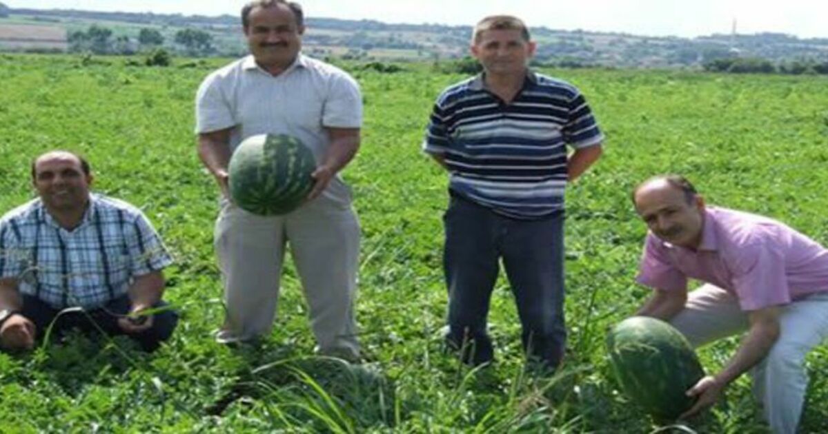 Ham Karpuzu Kesme Bafra Ovasına İhanet Etme