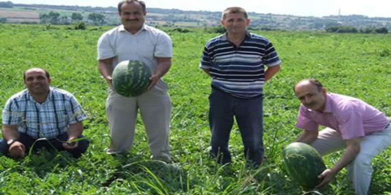 Ham Karpuzu Kesme Bafra Ovasına İhanet Etme - Türkiye`nin ikinci büyük Ovasına sahip Bafra`da 8000 dekar alanda gerçekleştirilen Karpuz üretimi...