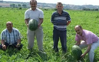 Ham Karpuzu Kesme Bafra Ovasına İhanet Etme