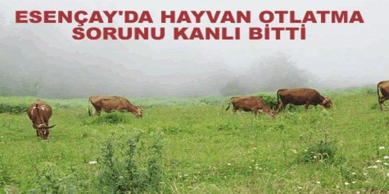 Silahla Vurularak Yaralandı - Samsun`un Bafra ilçesinde hayvan otlama meselesi yüzünden çıkan tartışmada silahlı vurulan 1 kişi ağrı yaralandı.
