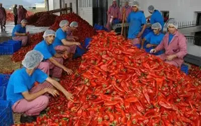 Bafra Eriş Gerçek Sahipleri Çiftçilerimiz
