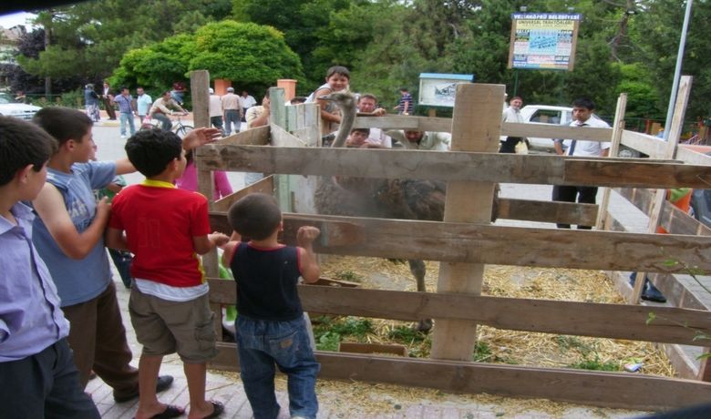 Deve Kuşu İlgi Odağı Oldu - Samsun'un Vezirköprü ilçesinde açılışı yapılan bir iş yeri için getirilen deve kuşu, ilgi odağı oldu.