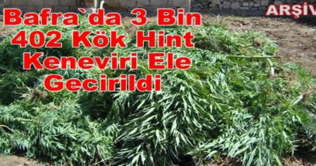 Bafra`da 3 Bin 402 Kök Hint Keneviri Ele Gecirildi