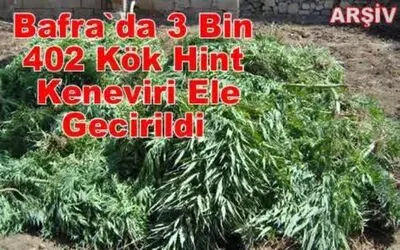 Bafra`da 3 Bin 402 Kök Hint Keneviri Ele Gecirildi