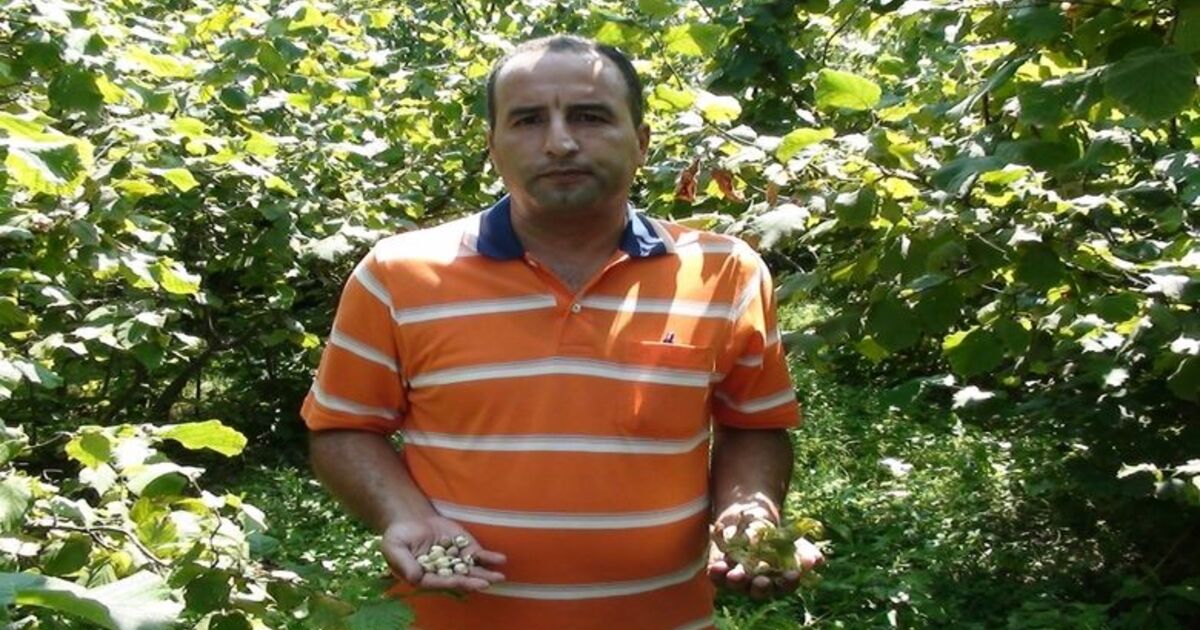 Bafra'da Fındık Hasadı 10 Ağustos'ta Başlıyor