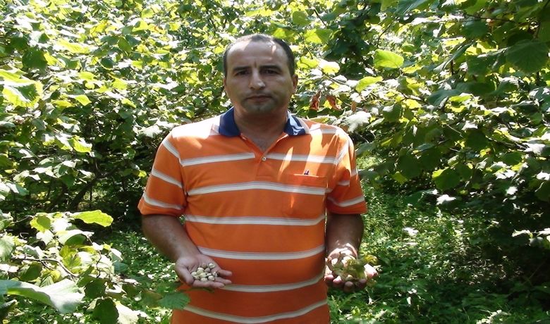 Bafra'da Fındık Hasadı 10 Ağustos'ta Başlıyor - Dış Ticaret Müsteşarlığı Karadeniz Bölge Müdürlüğü'nün aldığı karar ile Bafra'da fındık hasadı 10 Ağustos tarihinde başlayacak.