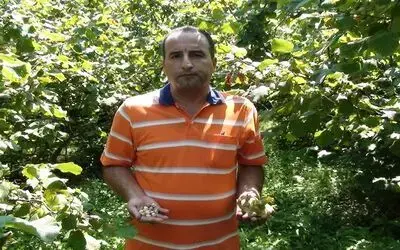 Bafra'da Fındık Hasadı 10 Ağustos'ta Başlıyor