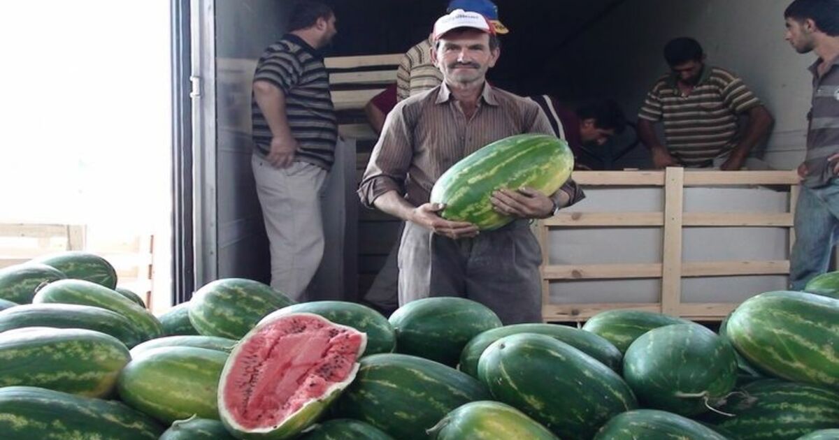 Bafra'dan Almanya'ya Karpuz İhracatı