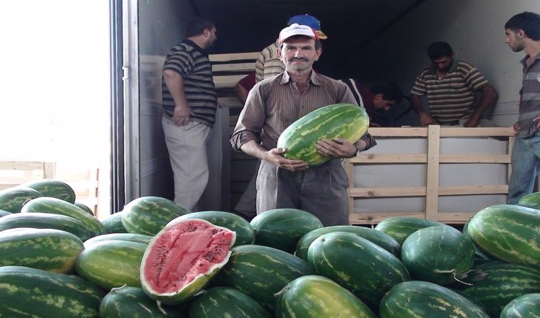 Bafra'dan Almanya'ya Karpuz İhracatı - Organik gübre kullanılarak üretilen Bafra karpuzu, Almanya'ya gönderilmek üzere TIR'lara yüklendi.