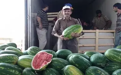 Bafra'dan Almanya'ya Karpuz İhracatı