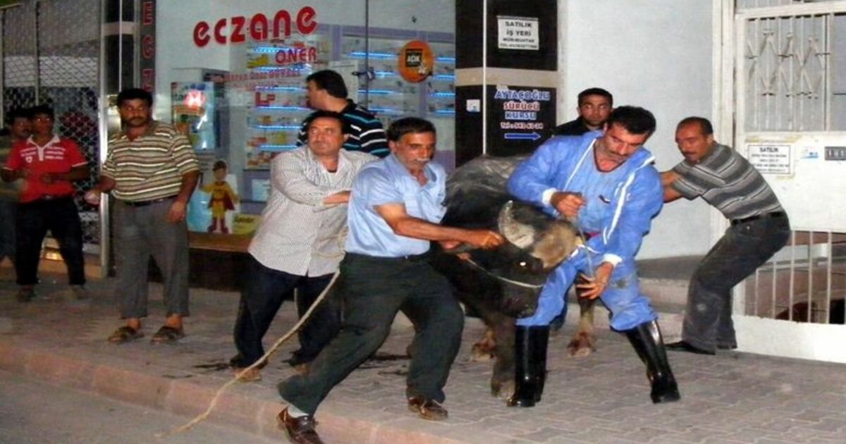 İpini Koparan Boğa Bafra'yı Birbirine Kattı: 2 Yaralı