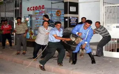 İpini Koparan Boğa Bafra'yı Birbirine Kattı: 2 Yaralı