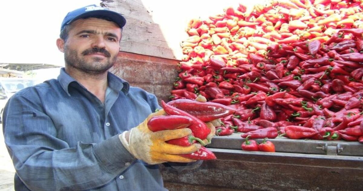 Kırmızıbiber Çiftçinin Yüzünü Güldürdü