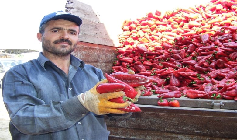 Kırmızıbiber Çiftçinin Yüzünü Güldürdü - Yağışlı geçen yaz mevsimi Bafra'daki sebze ve meyve üreticisine zarar ettirdi. Tüm bu olumsuzluklara rağmen kırmızıbiber yüz güldürdü.