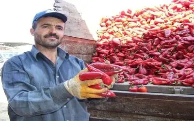 Kırmızıbiber Çiftçinin Yüzünü Güldürdü