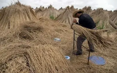 Deltadan Avrupa'ya İhraç Dünyanın Sayılı Kuş Cennetleri Arasısında Olan Kızılırmak Deltası'ndan 400 Bin Tl Tutarındaki 250 Bin Bağ Kamış Avrupa'ya İhraç Edildi