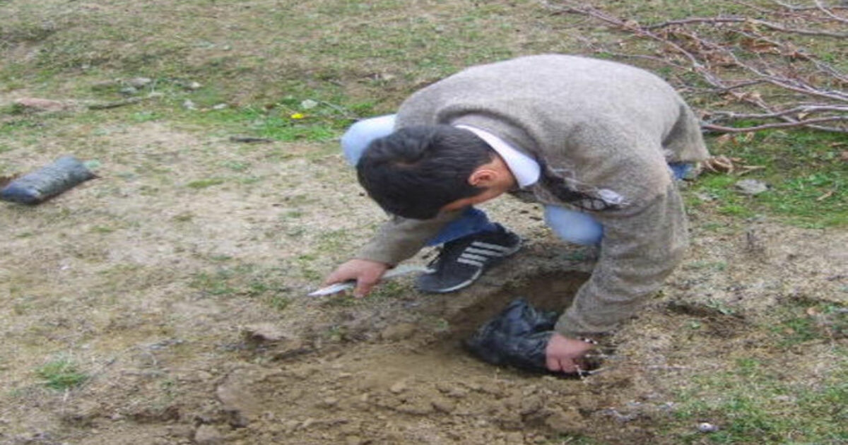 Ağaç Kesen Şahıslara Ağaç Dikme Cezası