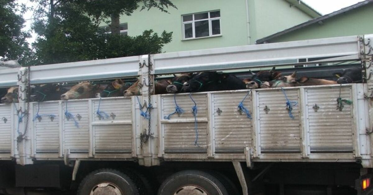 Kurbanlık Hayvan Sevk Müracaatları Hızlandı