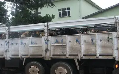 Kurbanlık Hayvan Sevk Müracaatları Hızlandı