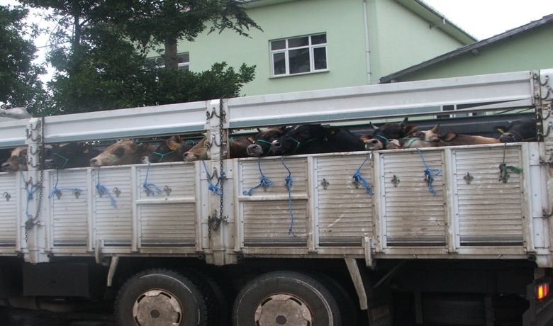 Kurbanlık Hayvan Sevk Müracaatları Hızlandı - Samsun'un Bafra ilçesinde Kurban Bayramı öncesi kurbanlık hayvan sevk müracaatlarının hızlandığı bildirildi.