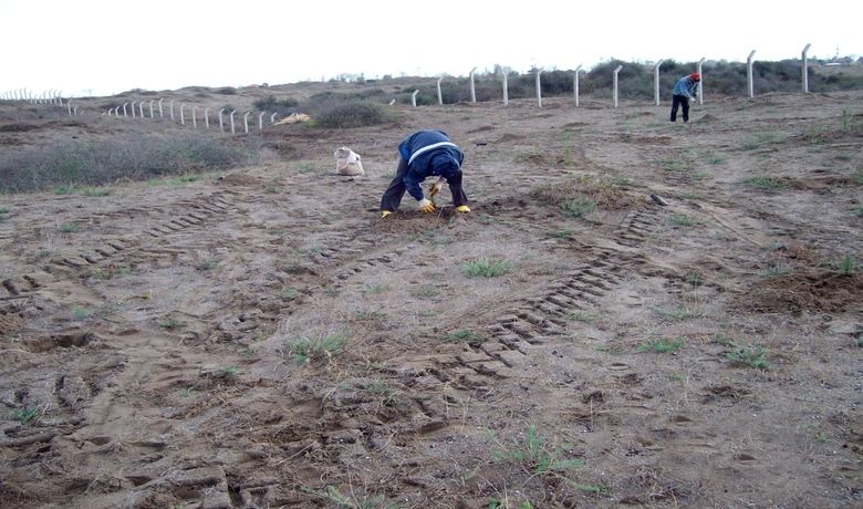 Erozyonla Mücadele Çalışmaları - Samsun İl Özel İdaresi Tarımsal Hizmetler Müdürlüğü, erozyonun etkisini azaltmak amacıyla 3 bin fıstık fidanı dikimine başladı.