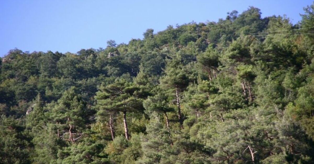 Bafralı Orman Köylülerine Ek Gelir Amasya Orman Bölge Müdürü Ömer Naci Kaya: "Gelişmekte Olan Ülkelerdeki Protein İhtiyacını Karşılayacak Alternatif Ürün Gruplarından Biri De Kültür Mantarcılığıdır"