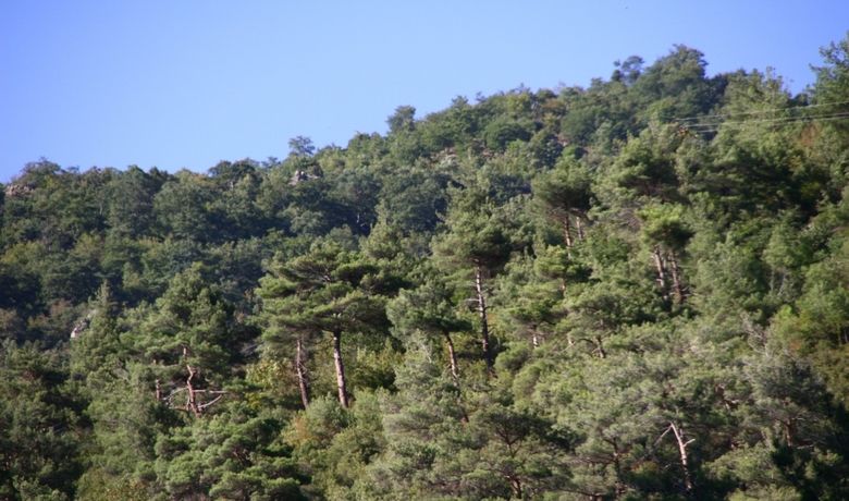 Bafralı Orman Köylülerine Ek Gelir Amasya Orman Bölge Müdürü Ömer Naci Kaya:"Gelişmekte Olan Ülkelerdeki Protein İhtiyacını Karşılayacak Alternatif Ürün Gruplarından Biri De Kültür Mantarcılığıdır" - Bafra Orman İşletme Müdürlüğü tarafından Samsun'un Bafra ilçesinde orman köylülerine ek gelir sağlamak için kayın mantarı yetiştiriciliği yapılıyor.